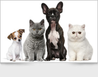 Chiots et chatons