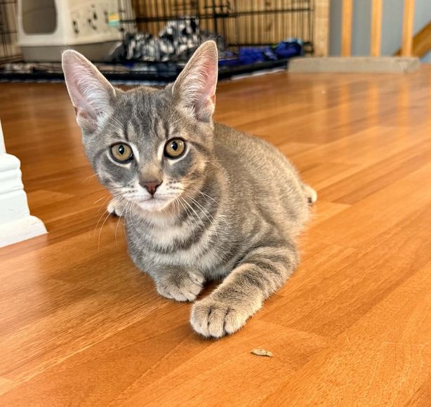 Homer, chaton à adopter