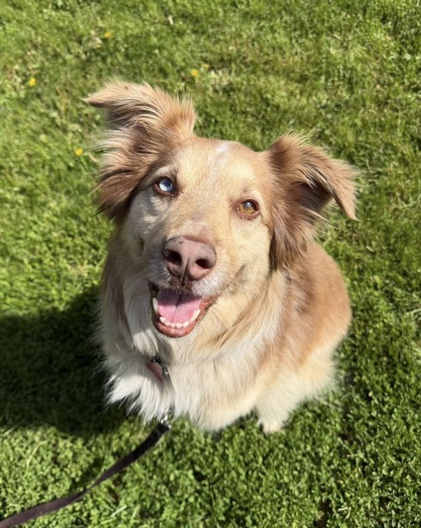 Laika, berger australien à adopter