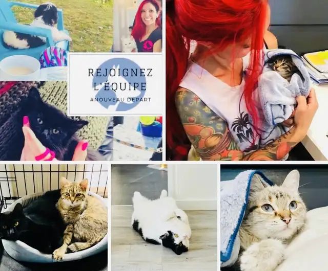 Rejoignez l'équipe #NouveauDépart — Giselle avec des chatons et chats protégés