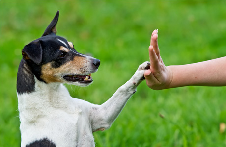 Chiot en cours d'éducation