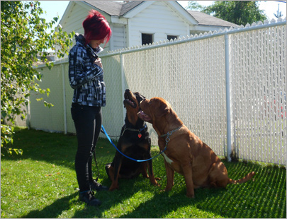 Un protégé du Centre Animal Nouveau Départ